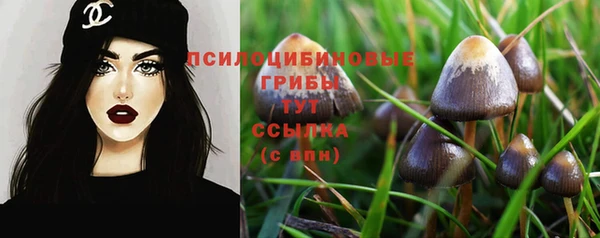 прущие грибы Ельня